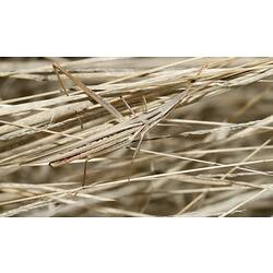 Grasshopper in brown grass.