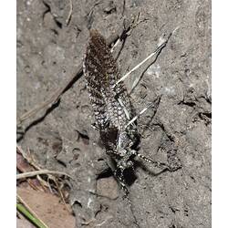 Long, narrow katydid on dry ground.