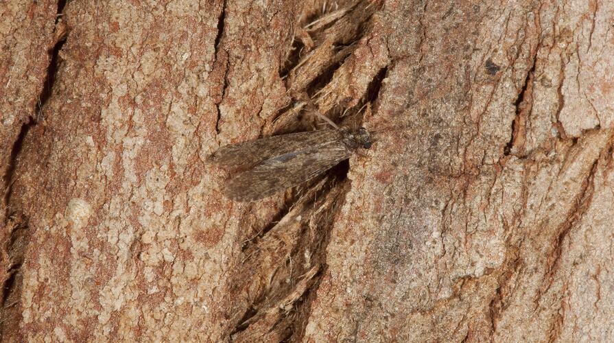 Caddisfly on bark.