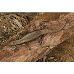 Tree Skink.