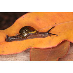 Orange-brown semi-slug on orange leaf.