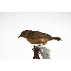 <em>Cisticola exilis exilis</em>, Golden-headed Cisticola, mount.  Registration no. 3010.