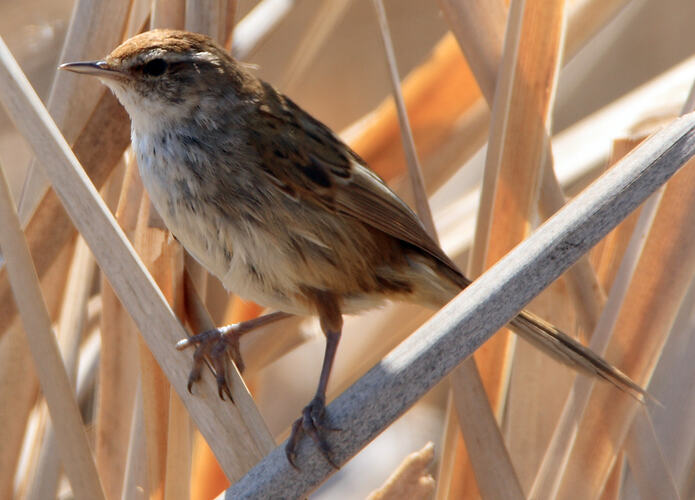 Small brown bird sitting on a dry reed.