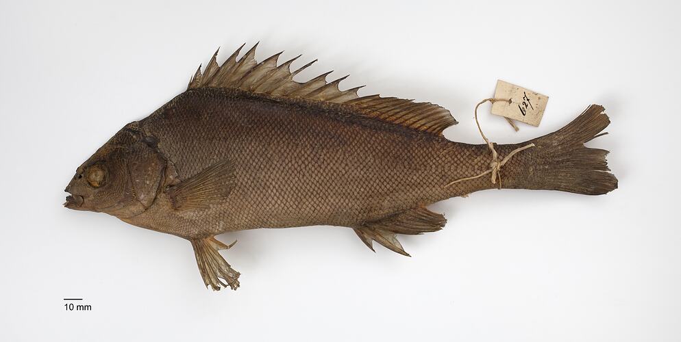 Side view of bown fish specimen with label tied around tail.