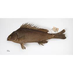 Side view of bown fish specimen with label tied around tail.
