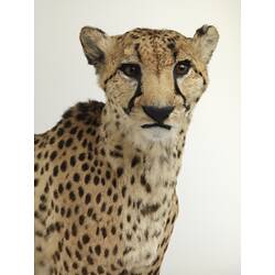 Detail of mounted cheetah's head and shoulders.