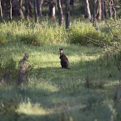 Wallaby standing on hindlegs in grass clearing.
