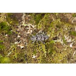 Family Cerambycidae, longhorn beetle. Mitchell River National Park, Victoria.