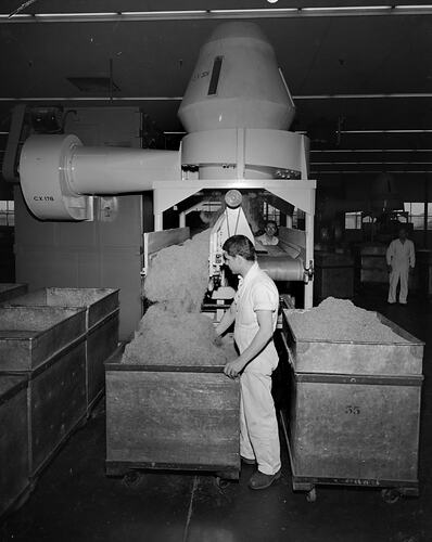 British Tobacco Co (Australia) Ltd, Workmen Handling Tobacco, Factory Interior, Melbourne, Victoria, Nov 1958