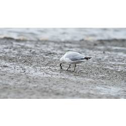 Silver Gull pulling food from sand.