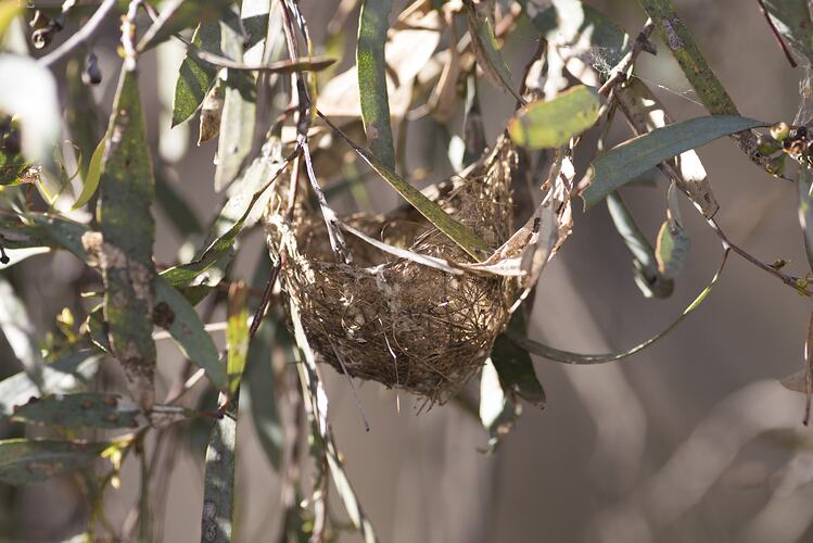 Yellow-plumed Honeyeater nest.