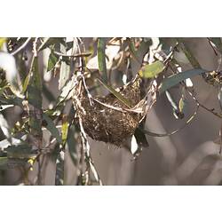 Yellow-plumed Honeyeater nest.