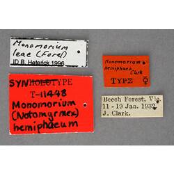 Entomology type specimen labels.