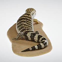 Cast model of mottled lizard with bright blue tongue.