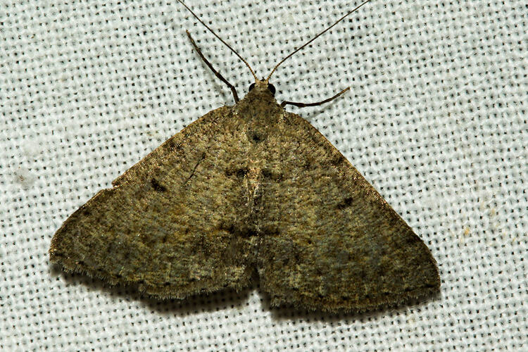 <em>Taxeotis xanthogramma</em>, Slate Grey Taxeotis Moth. Murray Explored Bioscan.