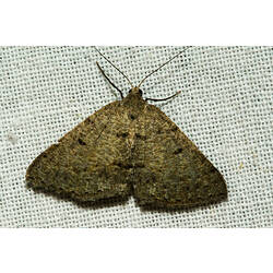<em>Taxeotis xanthogramma</em>, Slate Grey Taxeotis Moth. Murray Explored Bioscan.
