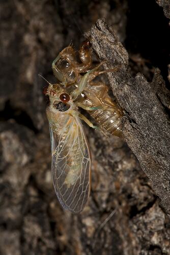 Family Cicadidae, cicada. Neds Corner, Victoria.