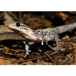 <em>Christinus marmoratus</em>, Marbled Gecko. Ned's Corner, Victoria.