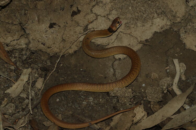 <em>Pseudonaja textilis</em>, Eastern Brown Snake. Murray Explored Bioscan.