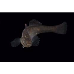 Carp Gudgeon.