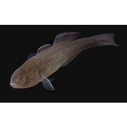 Carp Gudgeon.
