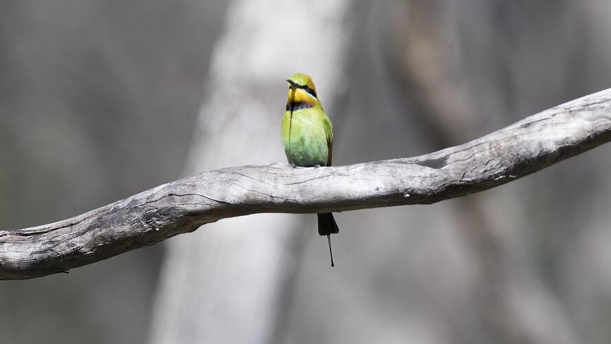 Rainbow bee-eater.