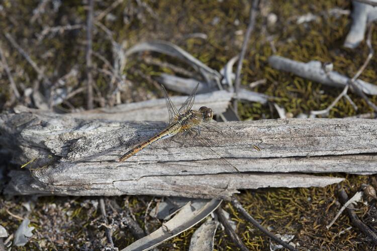 Order Odonata, dragonfly. Murray Explored Bioscan.
