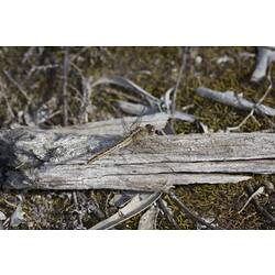 Order Odonata, dragonfly. Murray Explored Bioscan.