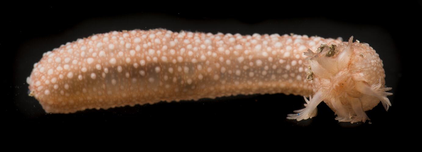 Side view of slightly bent sea cucumber.