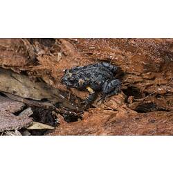 Dark grey frog with yellow arm pits.