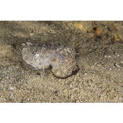 Knobbly cuttlefish nestled in sandy seafloor.