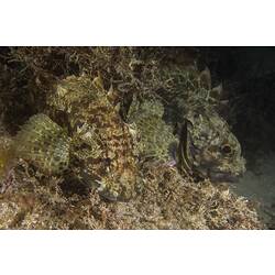 Two patchy brown fish side by side on seafloor.