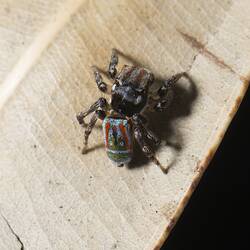 Jumping spider.