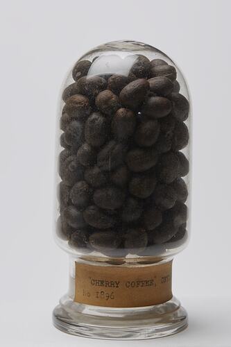 Coffee Fruit Sample - Coffea arabica, Mackwood & Co, circa 1880