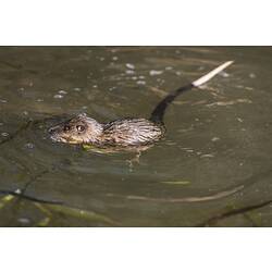 Rat with white-tipped black tail half submerged in water.