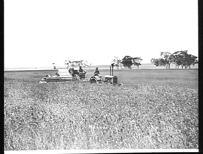 EXPERIMENTAL HARVESTER WORKING ON THE GREYSTONE ESTATE NEAR BACHUS MARSH JAN 1933