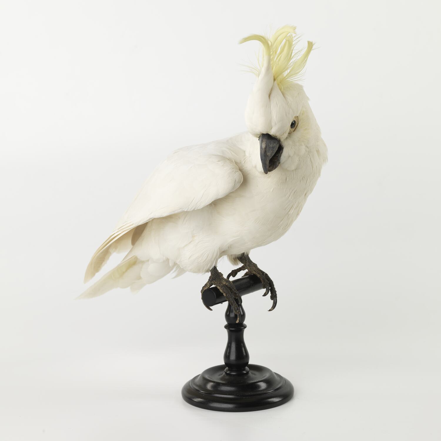 Taxidermy Mount Sulphurcrested Cockatoo, Cacatua galerita