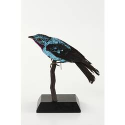 Iridescent turquoise and black bird mount.