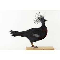 Taxidermied bird with crest of long feathers on head, side view.