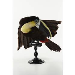 Toucan specimen mounted on perch.