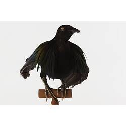 Front view of dark pigeon specimen mounted on perch.