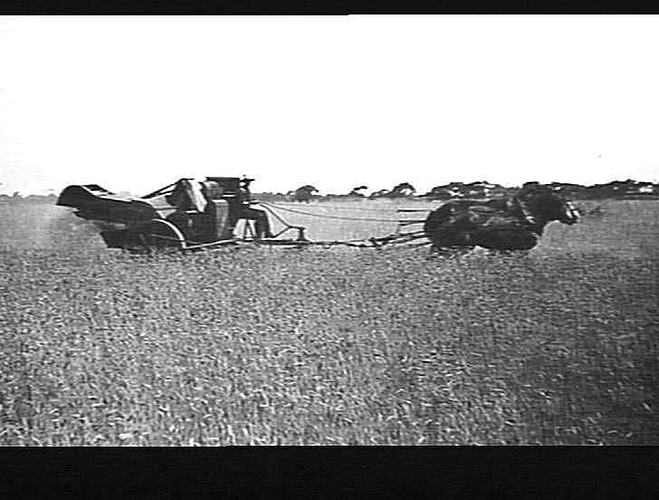 4 PHOTOS TAKEN AT MR. J. STODDART'S FARM, OUYEN: HEADER AFTER DOING OVER 200 ACRES AND PULLED WITH 5 HORSES, 7 BAGS PER ACRE