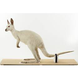 Side view of taxidermied albino kangaroo specimen mounted on wooden board.