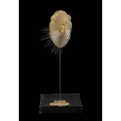 Blaschka glass model - Sponge larvae, <em>Sycon raphanus</em> Schmidt, 1862