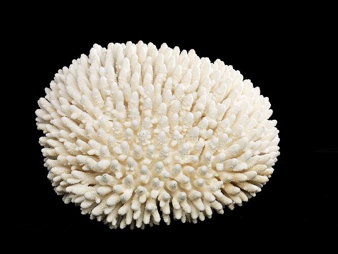 Round white coral made up of multiple small branches.