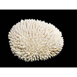 Round white coral made up of multiple small branches.