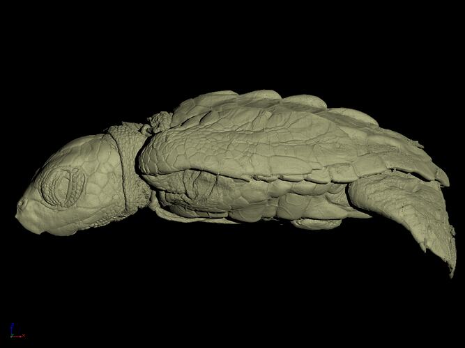CT scan of turtle