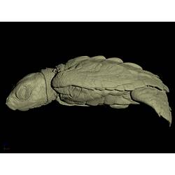 CT scan of turtle