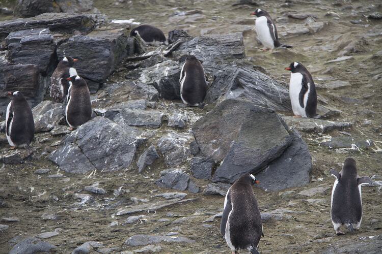 Several black and white penguins on a rocky outcrop.