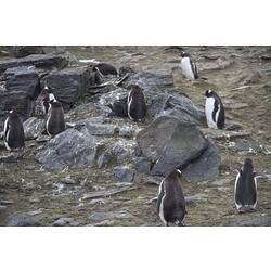 <em>Pygoscelis papua</em>, Gentoo Penguin